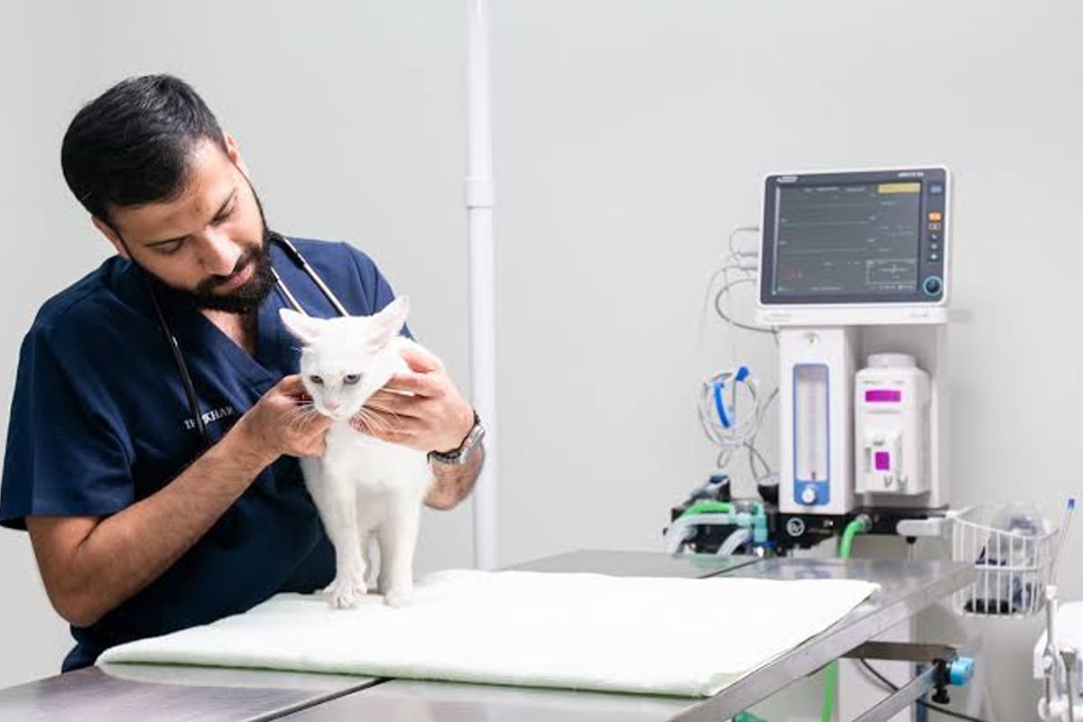 A vet in scrubs holding a white cat steady on the examination table, monitor and anaesthetic machine behind.